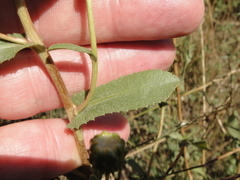 Grindelia hallii