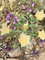 Mentzelia involucrata