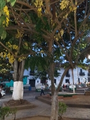 Cassia fistula
