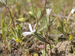 Linanthus dichotomus