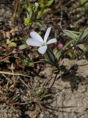 Linanthus dichotomus