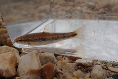 Campostoma oligolepis