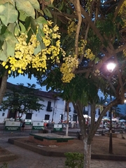 Cassia fistula