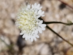 Chaenactis fremontii