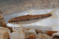 Campostoma oligolepis