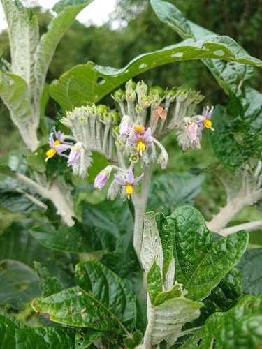 Image of Solanum giganteum by (c) Ferncliffe forest wilding, some rights reserved (CC BY)
