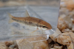 Campostoma oligolepis