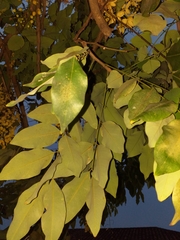 Cassia fistula