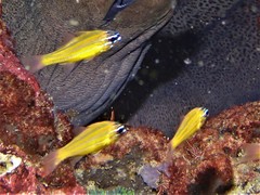 Ostorhinchus properuptus