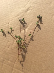 Trifolium macraei