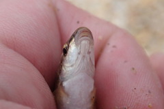 Campostoma oligolepis