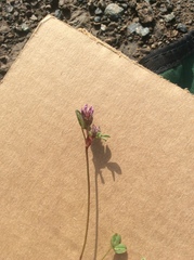 Trifolium macraei