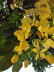 Cassia fistula
