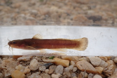 Noturus leptacanthus