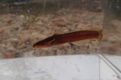 Noturus leptacanthus