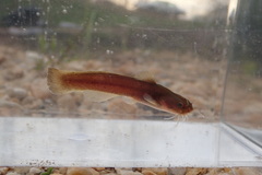 Noturus leptacanthus