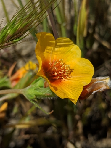 Image of Mentzelia pectinata by no rights reserved