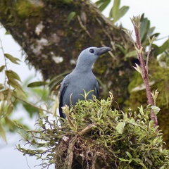 Stout-Billed Cuckooshrike photo 2