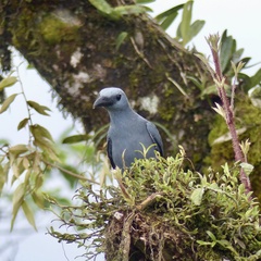 Stout-Billed Cuckooshrike photo 1