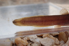 Noturus leptacanthus