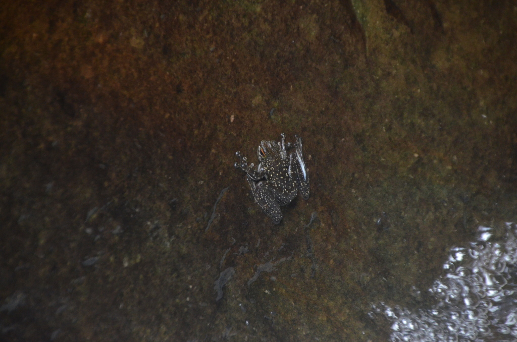 Splasher Frog Sabah Splash Frog from Nanga Merit, Sarawak, Malaysia on November 11 ...