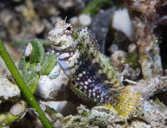Jewelled Blenny photo 2