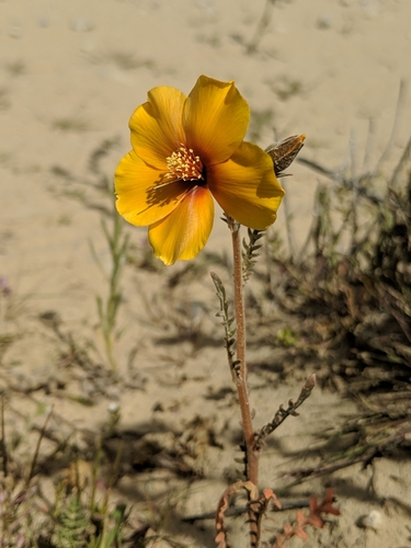 Image of Mentzelia pectinata by no rights reserved
