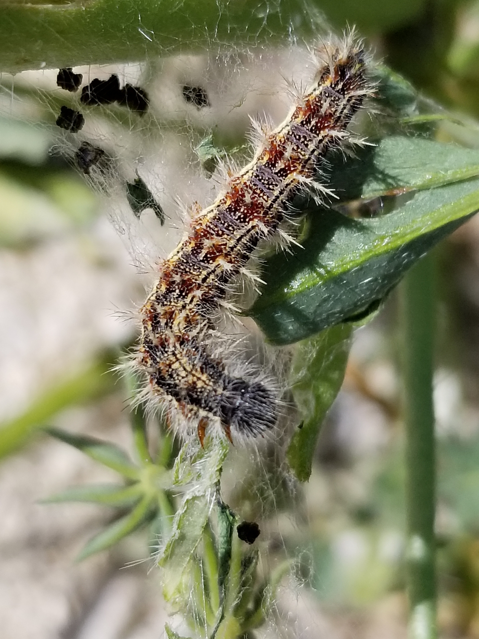 larvae of the painted lady butterfly