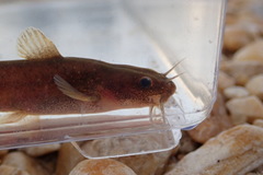 Noturus leptacanthus