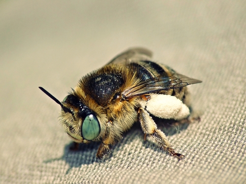 Green-eyed Flower Bee