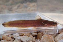 Noturus leptacanthus