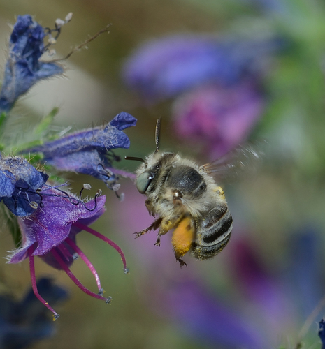 Green-eyed Flower Bee
