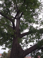 Ceiba pentandra