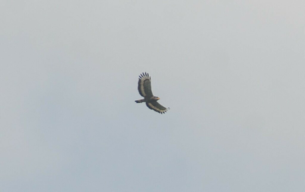 Crested Serpent-Eagle from Belaga, Sarawak, Malaysia on November 13 ...