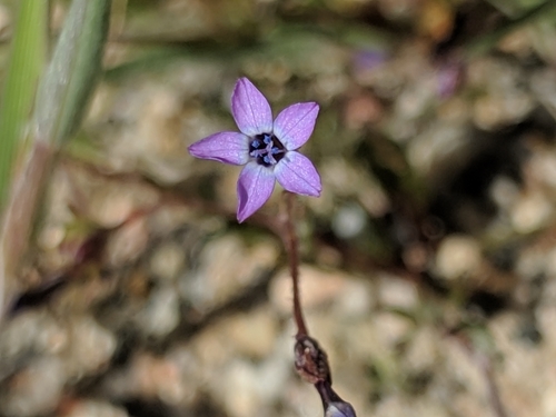 Little gilia (Gilia minor)