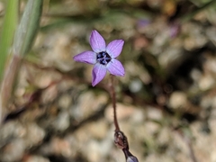 Gilia minor