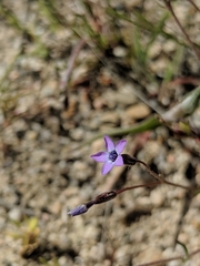 Gilia minor