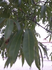 Ceiba pentandra