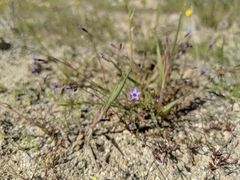 Gilia minor