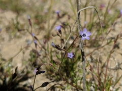 Gilia minor