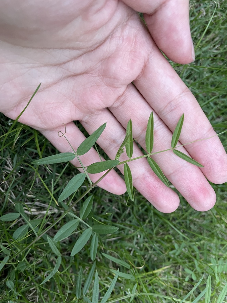Common Vetch from 宁波诺丁汉大学, 宁波市, 浙江省, CN on November 25, 2023 at 04:49 ...