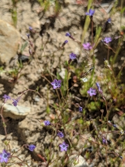 Gilia minor