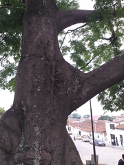 Ceiba pentandra