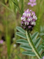 Astragalus didymocarpus didymocarpus
