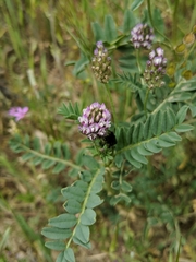 Astragalus didymocarpus didymocarpus