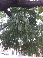 Ceiba pentandra