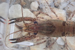 Procambarus spiculifer