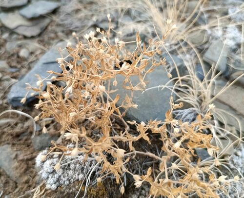 Mesostemma dichotomum