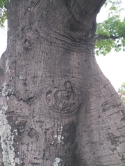 Ceiba pentandra