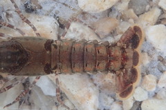 Procambarus spiculifer